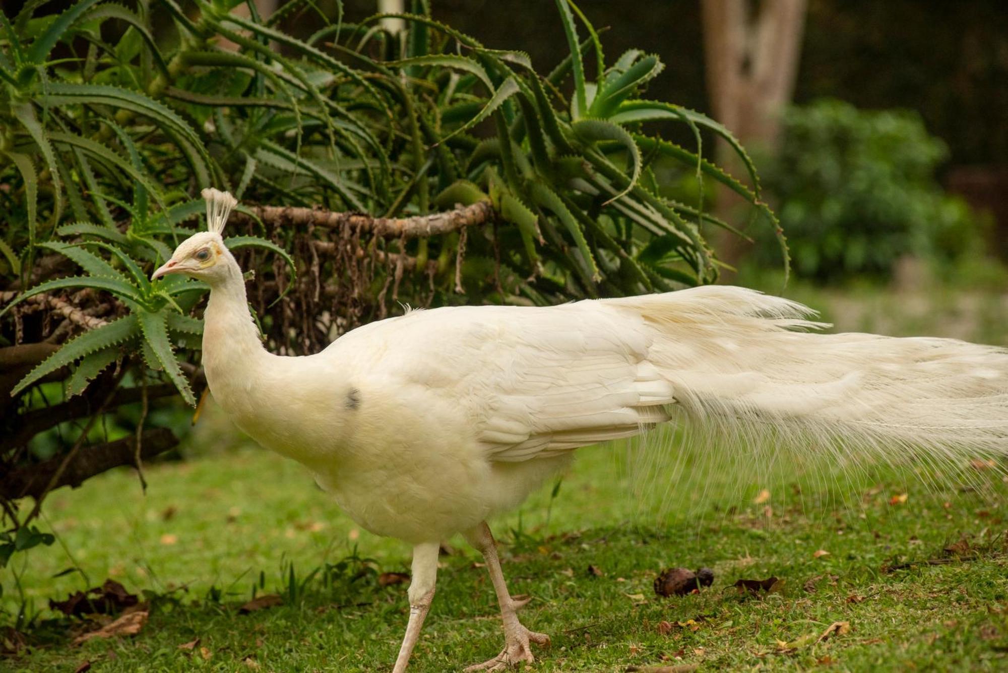 Pousada Chacara Rio Jordao Florianópolis Exteriör bild