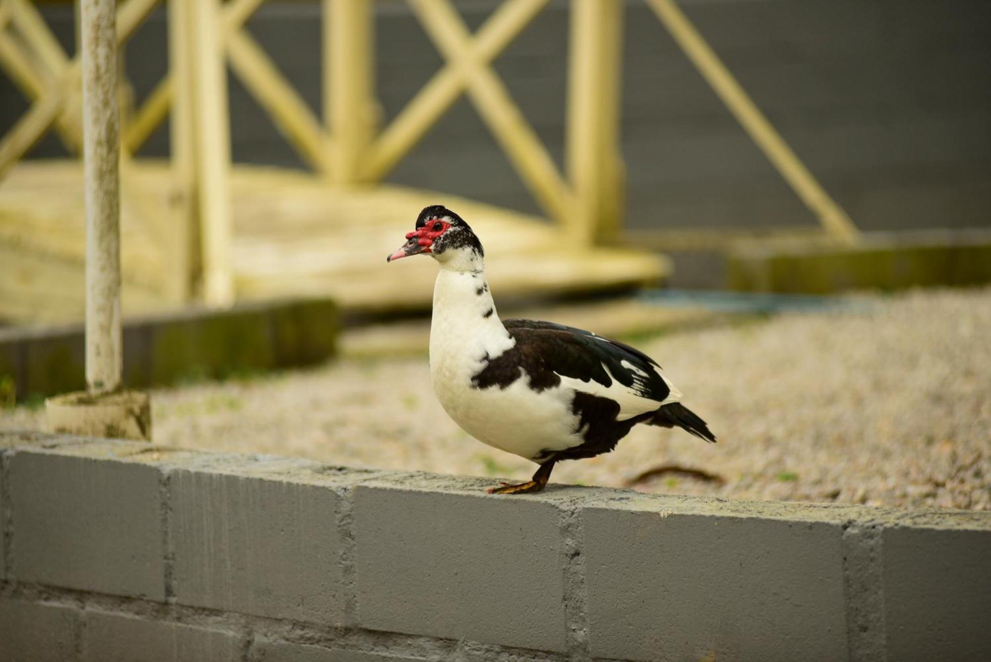 Pousada Chacara Rio Jordao Florianópolis Exteriör bild